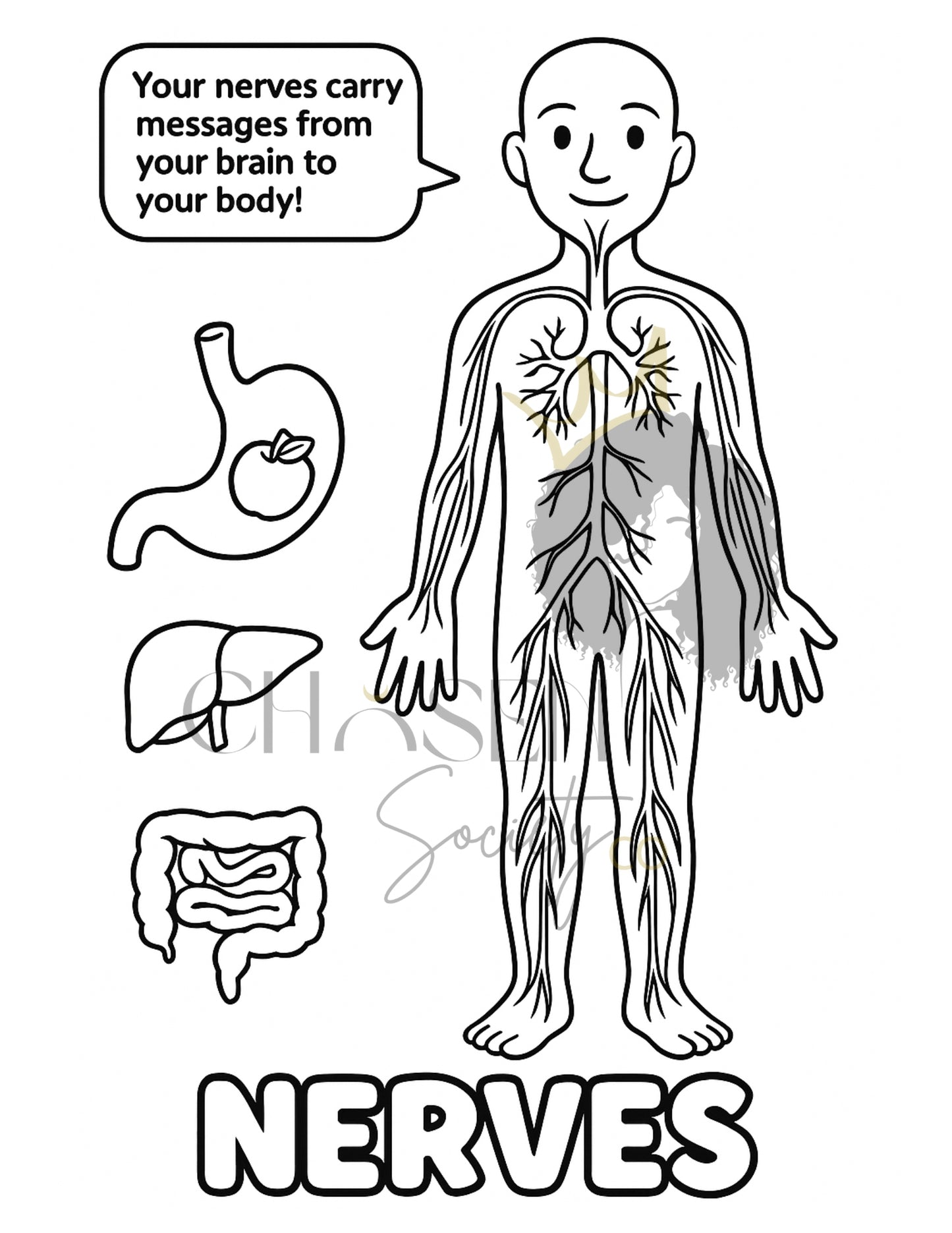 Human Body Anatomy Coloring Book for Kids | Fun Facts & Learning